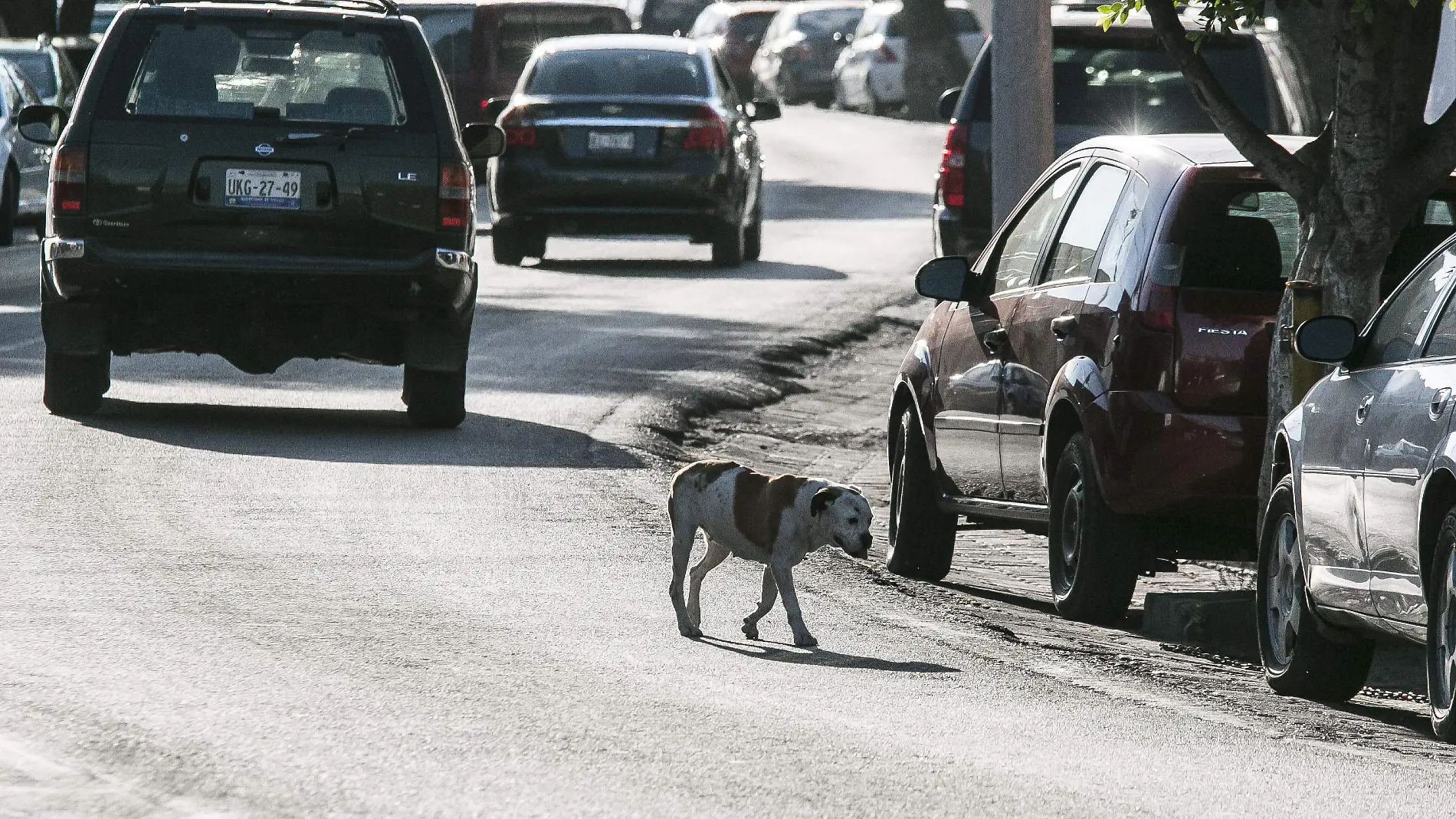 Veterinarios desean hacer mapeo para prevenir parasitosis ocasionada por heces de